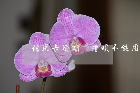 信用卡逾期 借呗不能用了 信用卡逾期 借呗不能用了